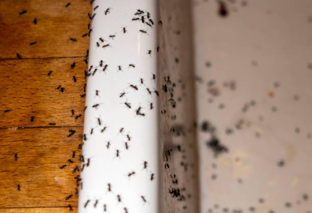 Spider Control Near Me in Hudson, MI